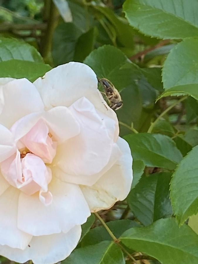 Studio Bienvenue Du Cote De Chez Nous Avec Jardin Privatif Wignehies المظهر الخارجي الصورة