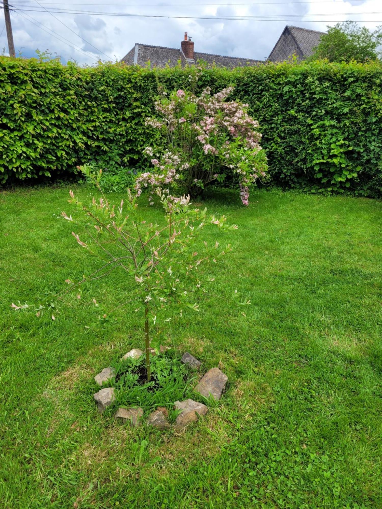 Studio Bienvenue Du Cote De Chez Nous Avec Jardin Privatif Wignehies المظهر الخارجي الصورة